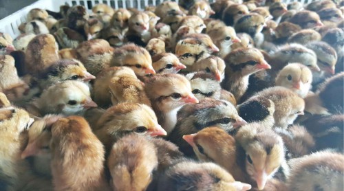 Con giống, cây trồng, vật nuôi