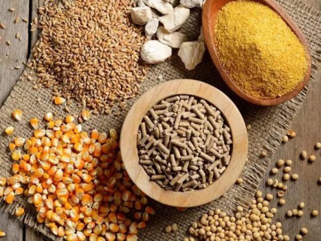 Cung cấp thức ăn chăn nuôi