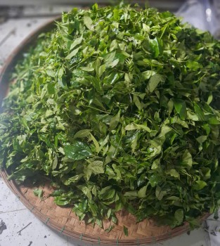 Chè xanh Tiên Phước